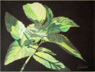 "Menthe du poteger" - AVAILABLE DISPONIBLE